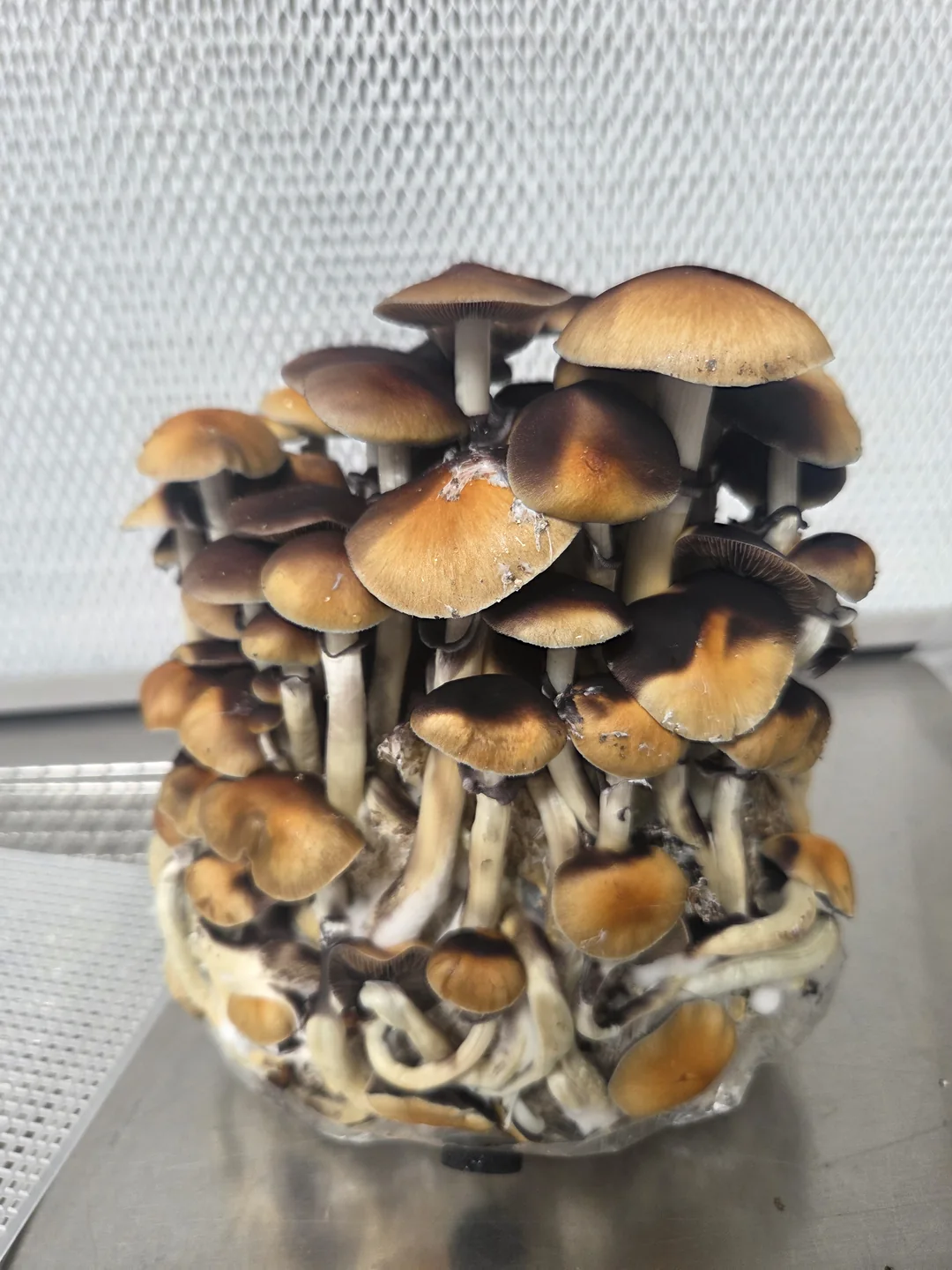 Cluster of mushrooms growing from a substrate block